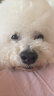 petlimit狗狗胸背带牵引绳泰迪金毛中小型宠物用品幼犬遛狗链子 青桔M 实拍图