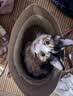 弗列加特98%高含肉量 FPMR生骨肉猫主食罐 成猫湿粮猫罐头 散养火鸡味45g 实拍图