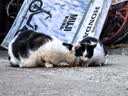 伟嘉主食猫罐头软包 猫主食餐包湿粮 进口成猫妙鲜包85g*24混合味 实拍图