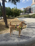 力狼狗粮 纯然金毛阿拉斯加40拉布拉多萨摩耶马犬德牧中大型犬粮 【52%肉含量 | 成犬2.0】鸭肉梨20kg40斤 实拍图
