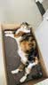 拜达尔宠物猫咪狗狗营养膏调理肠胃补充增强免疫美毛益生元多维营养120g 实拍图