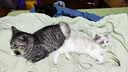 自然光环美国进口Halo【成猫鲜肉】膨化猫粮美毛护肤布偶蓝猫纯鲜肉无肉粉 【一周体验装】鸡肉味试吃113g*7 下单抽奖·满赠好礼~详情请入会 实拍图