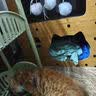 梵都宠舍猫抓板双层不易掉屑高密度瓦楞纸猫窝猫别墅立式猫窝猫抓板 实拍图