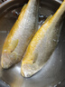 三都港 冷冻黄花鱼700g/2条装 宁德大黄鱼 深海鱼 生鲜 鱼类 海鲜水产 实拍图