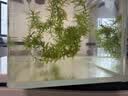小佩针梳脱毛梳狗毛猫毛清洁器狗毛刷宠物清洁器 白色 实拍图