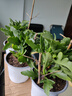 长寿花盆栽重瓣大花带花苞花苗四季室内开花好养的花卉植物 12.金狐狸(带花苞)送肥料 不含盆 实拍图