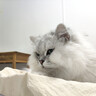 丸味冻干猫咪零食奖励鸡脖子猫洁齿100g*1宠物磨牙洁齿棒猫狗高蛋白 实拍图