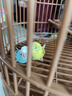 憨憨宠鸟笼鹦鹉特大号鸟笼子圆形仿竹编外出携带笼观赏笼鸟用品套装 特大号 49.5*32.5cm（基础套餐） 实拍图