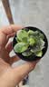 多肉植物组合套餐新手好养懒人绿植居家超萌办公室窗台氛围感盆栽 多肉植物 随机一颗带盆带土 实拍图