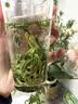 恩施玉露绿茶茶叶2026新茶100g明前嫩芽恩施富硒产区蒸青冷泡罐装自己喝 实拍图