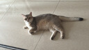 疯狂的主人猫抓板仿剑麻猫抓垫耐磨不掉屑宠物地垫地毯猫抓150*100CM 实拍图