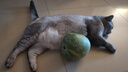齿一生猫零食猫咪饼干洁齿零食成猫 鸡肉味170g 磨牙减少牙结石 实拍图