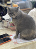 LEGENDSANDY蓝氏全价猫粮生骨肉冻干成猫幼猫猎鸟乳鸽9kg(1.5kg*6)【囤货装】 实拍图