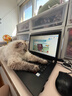 同仁堂品牌北京同仁堂乌梅300克 四川乌梅干山楂陈皮搭档酸梅汤原料 实拍图