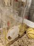 泸州老窖特曲晶彩 浓香型 高度白酒 52度500ml*2 双瓶装 纯粮宴请 含礼袋 实拍图