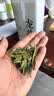 匠界茶叶四大绿茶组合新茶春茶毛尖云雾碧螺春龙井礼盒装500g礼盒送礼 实拍图