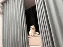 亿迪猫粮冻干幼猫成猫10斤全价英短蓝猫布偶老年猫国产通用全阶段5kg 实拍图