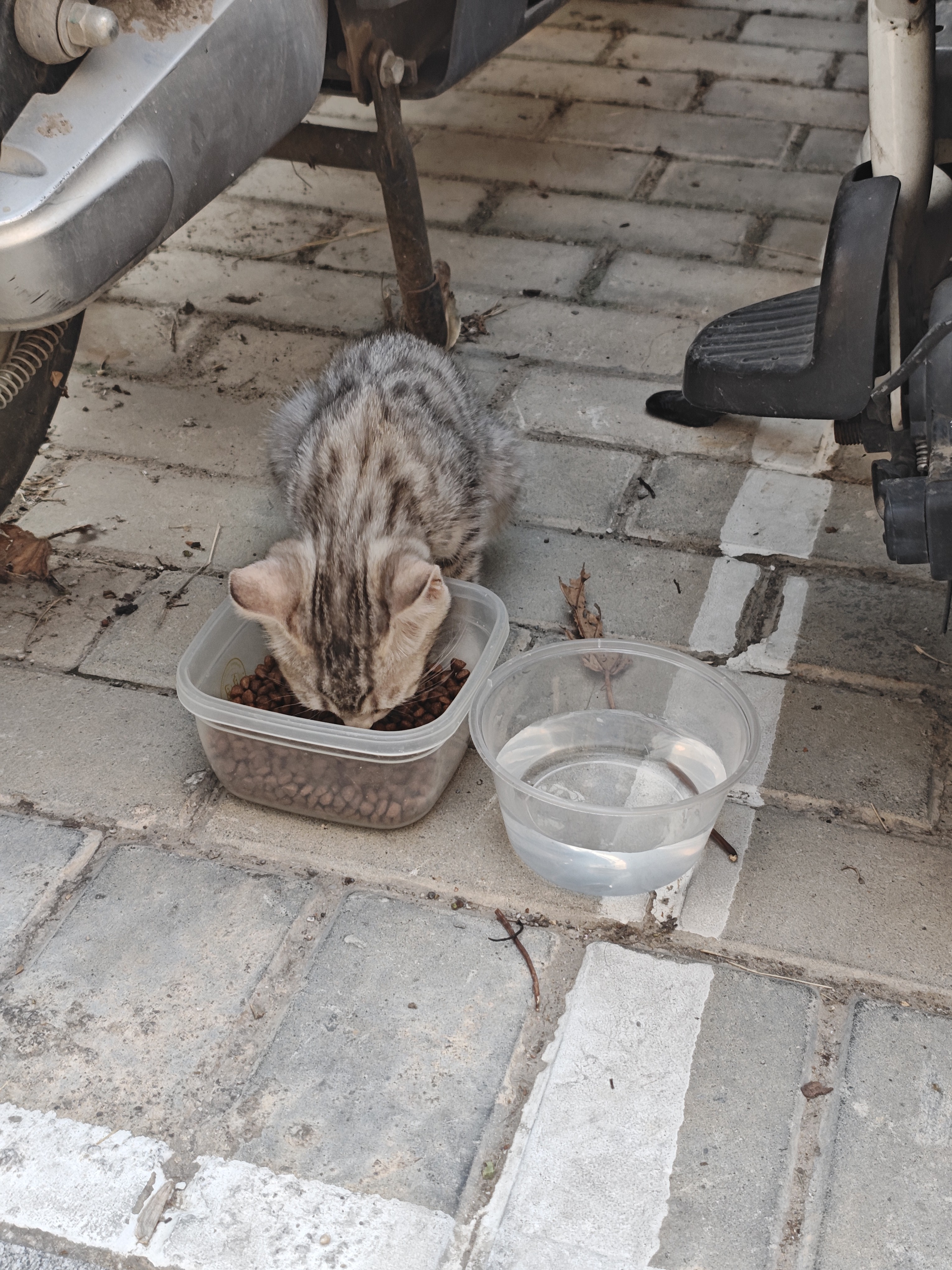 亿迪 猫粮幼猫1-4月12月全价奶糕蓝猫英短美短小猫专用离乳期3斤 实拍图