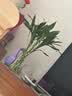 【节节高】富贵竹10枝鲜花送礼物悦己家用 实拍图