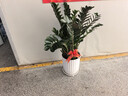 叹为观止大型植物发财树各种大颗盆栽开业乔迁客厅办公室内好养大型花卉 金钱树【80厘米-1米】 含盆 实拍图