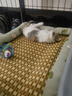 licheers猫狗窝凉席小型犬宠物猫咪睡垫夏季床垫泰迪中大型犬狗垫子 M号 实拍图