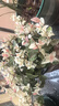 海蒂的花园花叶络石四季常绿好养观叶垂吊植物阳台室内绿植盆栽源头直发包邮 花叶络石14cm 含盆 实拍图