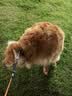 皇家狗粮 成犬狗粮 犬粮 宠物大型犬 GR26全价犬粮≥15月15KG 实拍图