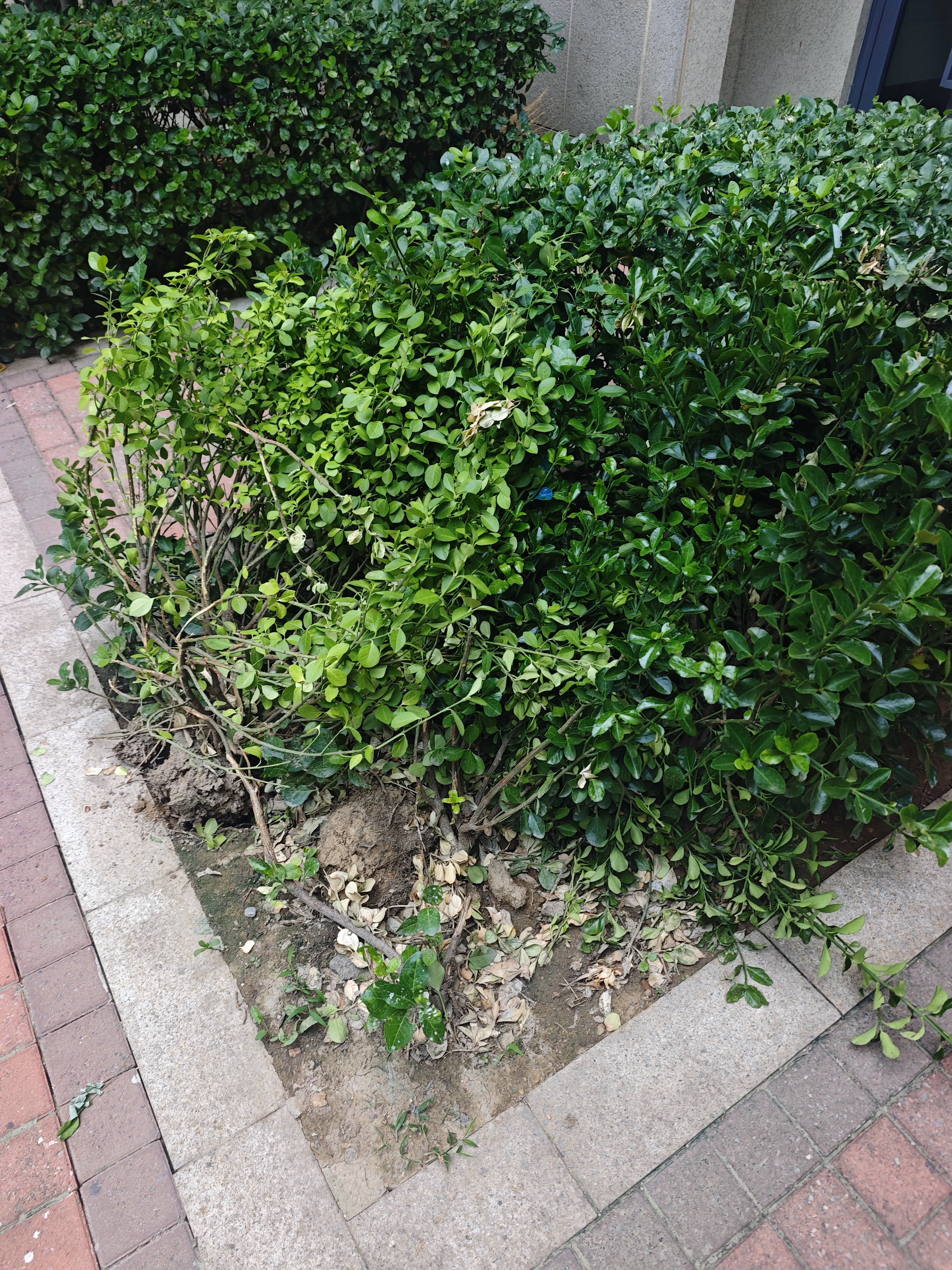 四万公里吊床户外成人防侧翻加厚儿童摇篮室内寝室宿舍吊椅露营秋千 实拍图