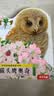 触摸书小猫头鹰奥奇 0-2岁婴幼儿启蒙绘本地板书触摸训练动物启蒙认知益智早教翻翻书乐乐趣亮丽精美省钱卡 实拍图