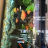 米家小米智能鱼缸 一体整机免装语音遥控半年免换水APP定时喂食水族箱 米家智能鱼缸半年免换水 实拍图