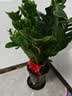 花财主天堂鸟盆栽办公室大型绿植客厅鸭脚木植物家用吸甲醛净化空气好养 金钱树1.1-1.2m【招财进宝陶瓷盆】 实拍图