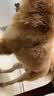 普安特宠物猫咪洗耳液耳螨狗狗滴耳液猫耳朵清洁耳垢臭痒漂护理液尔加分 实拍图