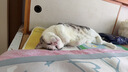 多特思猫零食小轻松猫草猫条50支0肉粉0诱食剂排毛化毛成幼猫条软罐头 实拍图