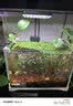 尼奥光（NEO-HELIOS）鱼缸灯水草灯LED灯S3pro+RGB植物光谱 【二代】8W尼奥S3【适用20-30鱼缸】 实拍图