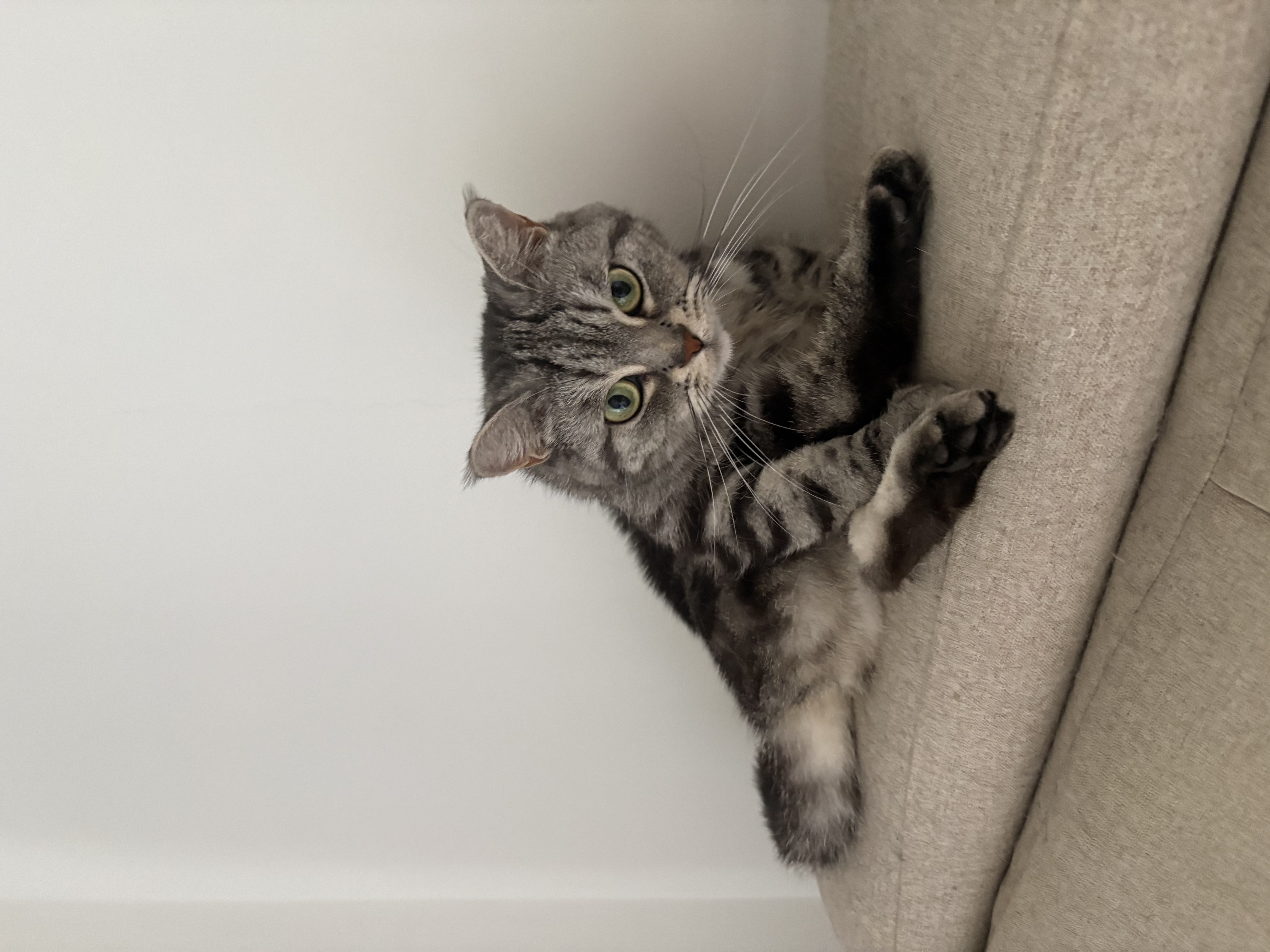 皇家k36猫粮4.5kg+pidan经典混合豆腐猫砂2.4kg*4包 超值组合套装 实拍图