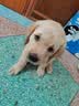 宠莱富狗狗疫苗幼犬疫苗狂犬疫苗幼犬四联法国进口六联疫苗狗狗幼犬疫苗狗狗四联疫苗 【六联七防】三支六联+驱虫药 1支*1支 实拍图