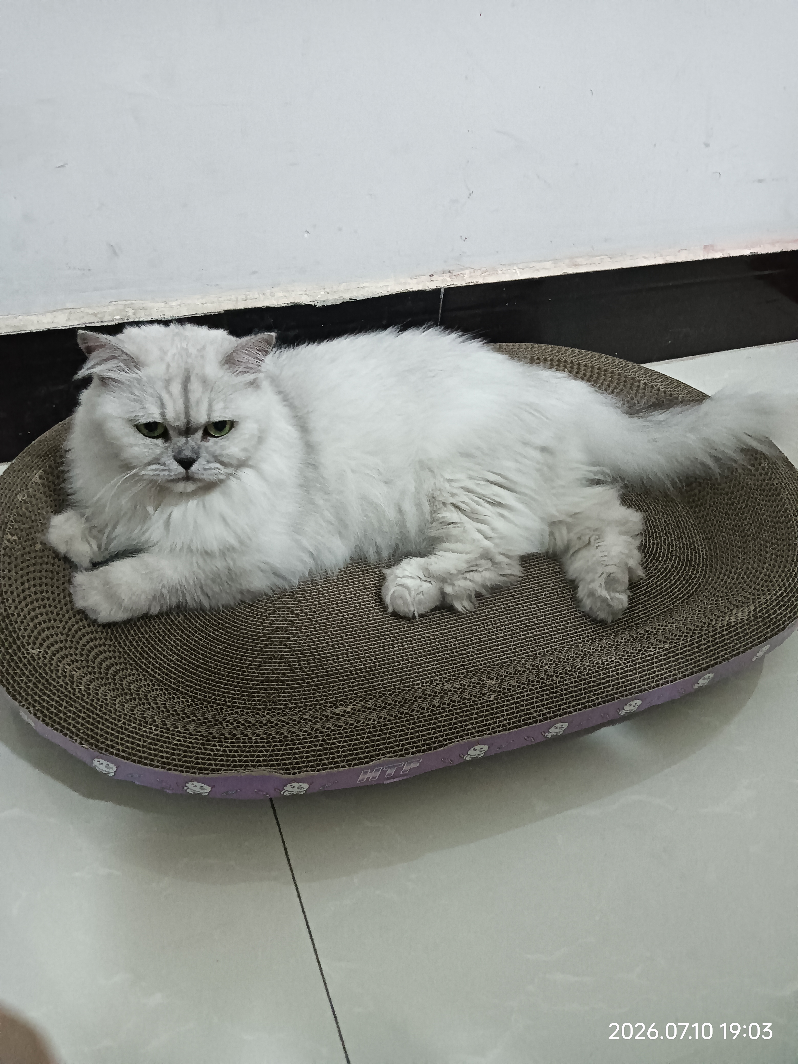 【京东物流】猫抓板磨爪猫窝一体耐磨不掉屑超大号猫玩具猫咪用品 椭圆巨无霸+猫薄荷 实拍图