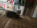 普安特宠物狗狗猫咪猫多维复合维生素片狗狗皮肤病猫藓掉毛金维葆 实拍图