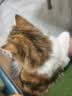 JKULNING宠物宽密齿耙梳美容梳猫咪狗狗梳子开结去浮毛梳猫狗通用款打理梳 实拍图