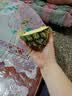 广东徐闻香水菠萝新鲜水果生鲜热带孕妇水果整箱包邮 1个装 单果1.3-1.5斤 实拍图