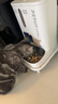 小佩AI宠物智能自动双子星喂食器可视版2代 多猫识别(支持鸿蒙智联) 实拍图