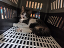 腆宠宠物航空箱小号 猫咪航空箱猫狗 猫包猫笼外出车载猫箱狗狗托运 实拍图
