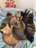 麦富迪猫粮 冻干鲜粮高蛋白成幼猫粮美毛亮毛 三文鱼鸡肉5.4kg 实拍图