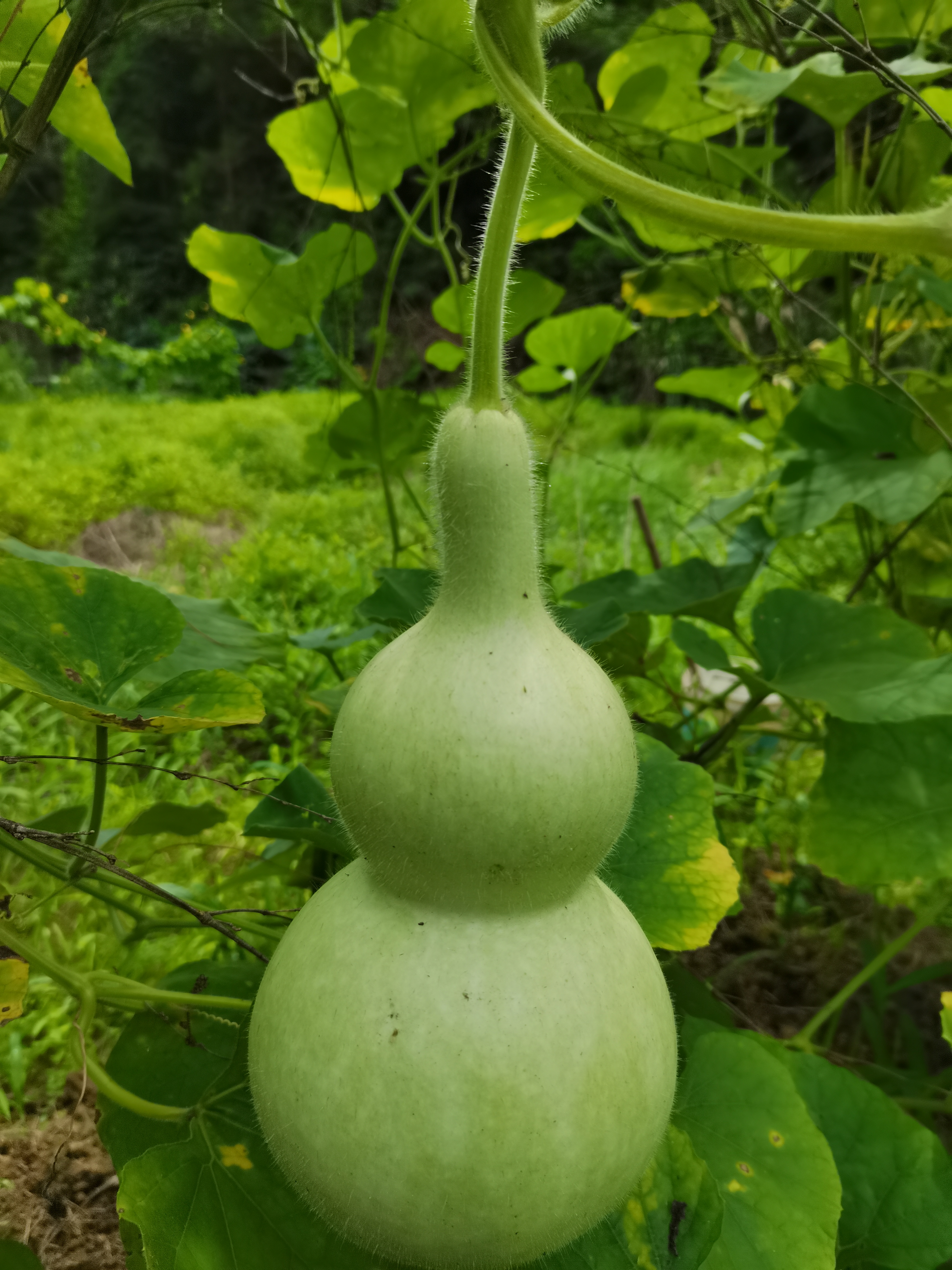 晨光（M&G）晨光(M&G)文具 双粗头大容量黑色物流笔记号笔 马克笔油性笔防水物流快递大头笔 12支/盒MG2110 实拍图