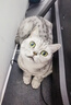 皇家猫粮 成猫猫粮 营养均衡 F32 通用粮 1-7岁 2KG 实拍图
