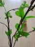 水木然仿真绿植仿真内装饰绿植盆景7叉大尤加利6支装叶花束餐厅插花装饰 实拍图