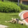 宠德多狗绳狗狗牵引绳遛狗绳胸背带狗链子中大型犬金毛拉布拉多 黑色+编织八股绳 M（建议24-46斤） 实拍图