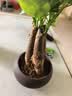 发财树盆栽大植物室内办公室桌面客厅小盆景招财树苗绿植花卉盆栽 三杆发财树 5-8cm【随机紫砂盆】 【送肥料】 实拍图