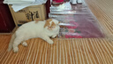 顽皮（Wanpy）三文鱼猫罐头80g*24罐（汤汁型）出口级 猫咪零食果饭儿补水 实拍图