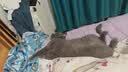 威尔逊馋嘴蓝猫冻干猫粮专用 猫咪主粮天然粮猫食 牛油果全阶段猫粮 【基础款5斤】全阶段通用 实拍图